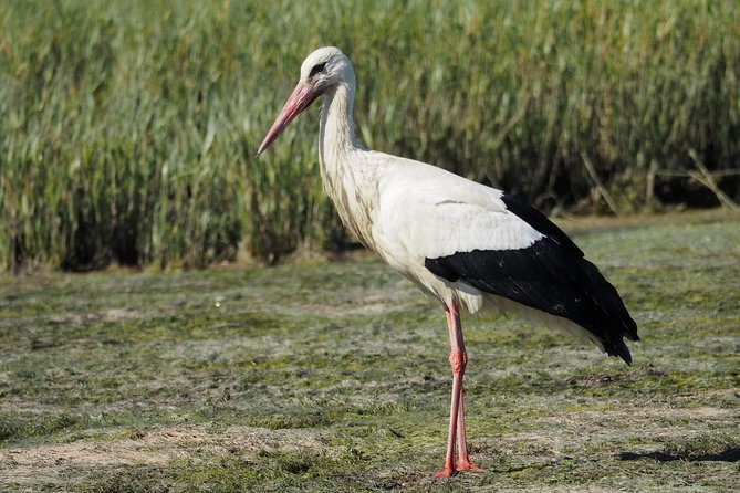 Eco Boat Tour in the Ria Formosa Lagoon from Faro - Tide, season, and wildlife expectations