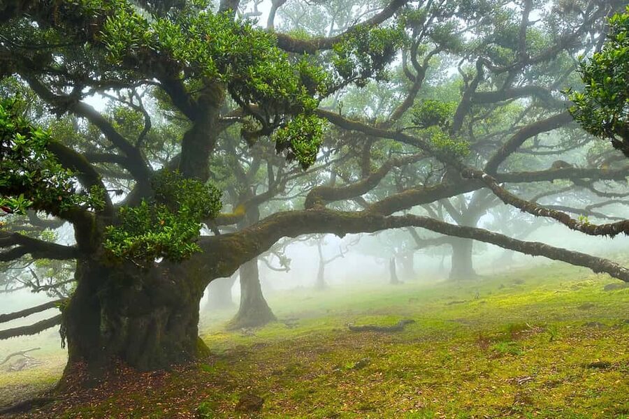 Fanal / Assobiadores - Levada Walk - Key points to know before you book