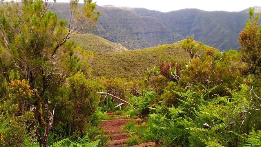 Fanal / Assobiadores - Levada Walk - Walking conditions and who will enjoy it most