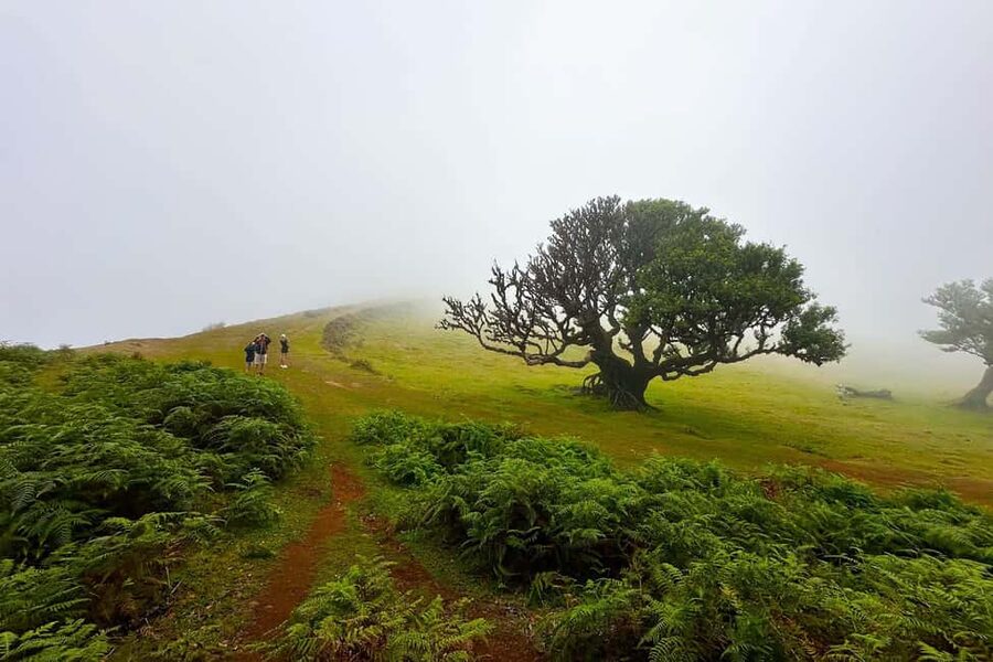 Fanal / Assobiadores - Levada Walk - The early walking: open ground, covered paths, and changing expectations