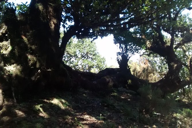 Fanal -Enchanted Forest - A private ride with room to set the pace