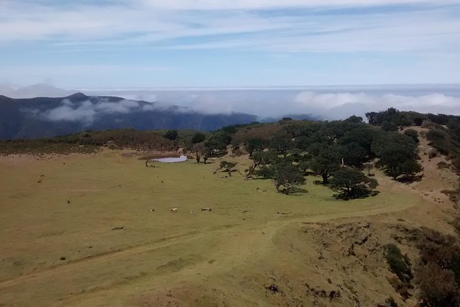 Fanal -Enchanted Forest - Mist, rain, and the right clothing