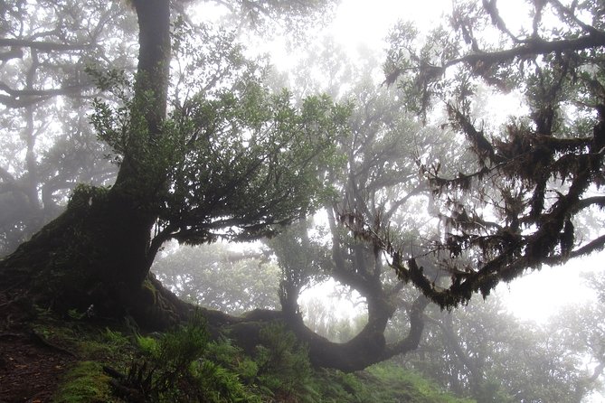 Fanal -Enchanted Forest - How good is the guiding?