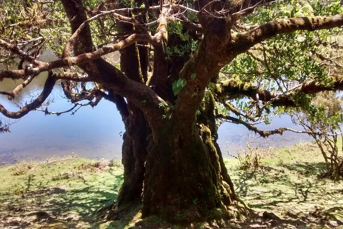 Fanal -Enchanted Forest - Who should book this forest walk?