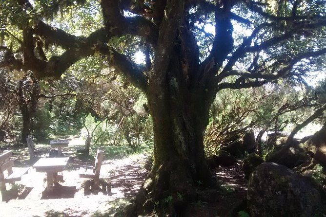Fanal -Enchanted Forest - Booking, cancellation, and small practical details