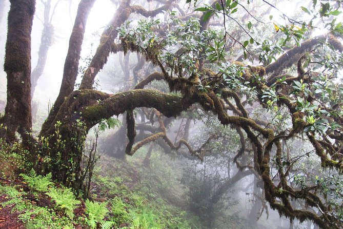 Fanal -Enchanted Forest - What the two to three hours include