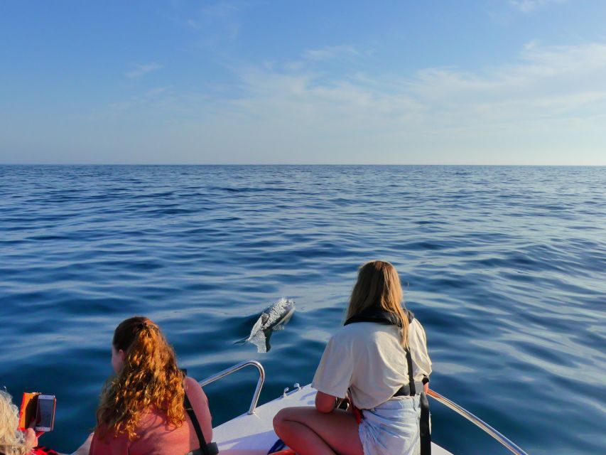 Faro: Dolphin and Wildlife Watching in the Atlantic Ocean - Dolphins in their natural setting