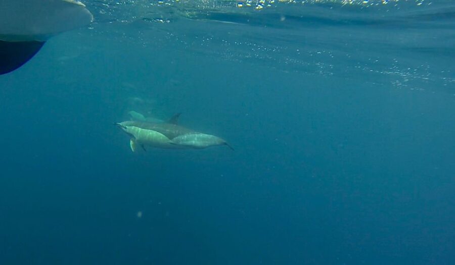 Faro: Dolphin and Wildlife Watching in the Atlantic Ocean - Whales, orcas, and the lucky surprises