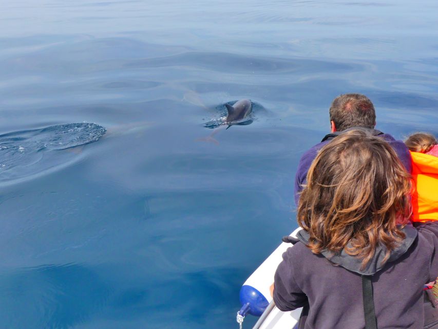 Faro: Dolphin and Wildlife Watching in the Atlantic Ocean - The marine biologists make the difference