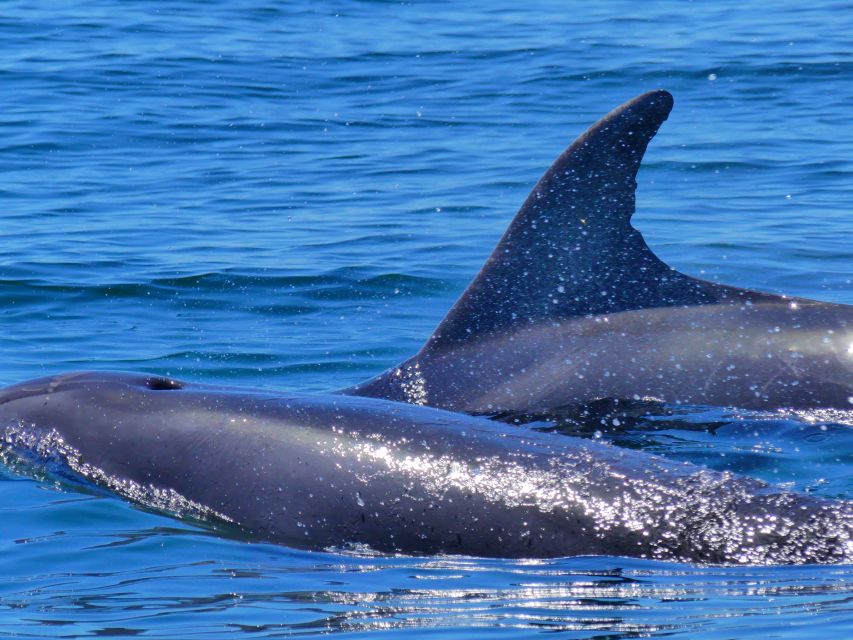 Faro: Dolphin and Wildlife Watching in the Atlantic Ocean - The best time to choose