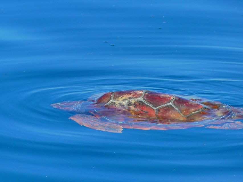 Faro: Dolphin and Wildlife Watching in the Atlantic Ocean - Who should book this experience?