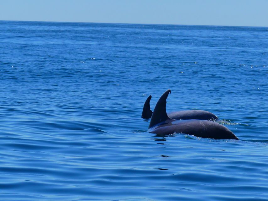 Faro: Dolphin and Wildlife Watching in the Atlantic Ocean - Reaching the Atlantic and starting the search
