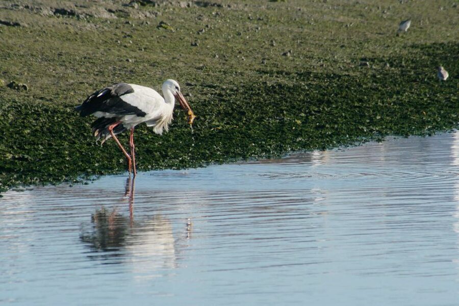 Faro: Eco-Friendly Ria Formosa Bird Watching in Solar Boat - Key points to know before booking