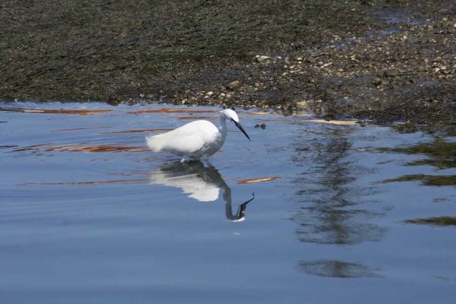 Faro: Eco-Friendly Ria Formosa Bird Watching in Solar Boat - Who will enjoy this most?