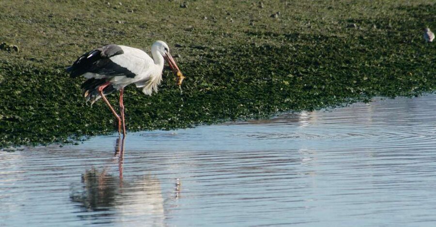 Faro: Eco-Friendly Ria Formosa Bird Watching in Solar Boat - Why the solar boat changes the experience