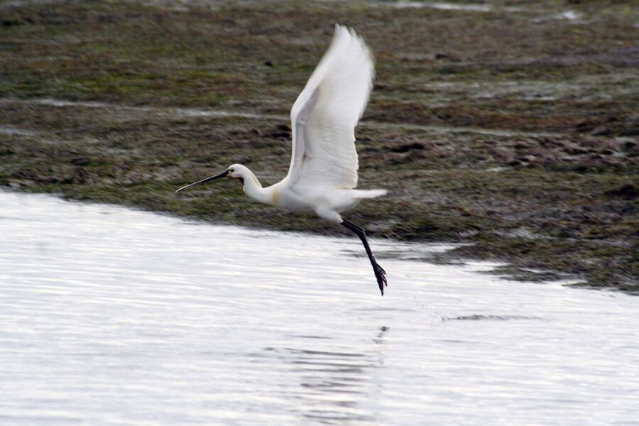 Faro: Eco-Friendly Ria Formosa Bird Watching in Solar Boat - The Ria Formosa is a working wetland