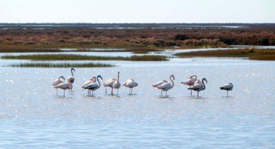 Faro: Eco-Friendly Ria Formosa Bird Watching in Solar Boat - What you might see on the two-hour route
