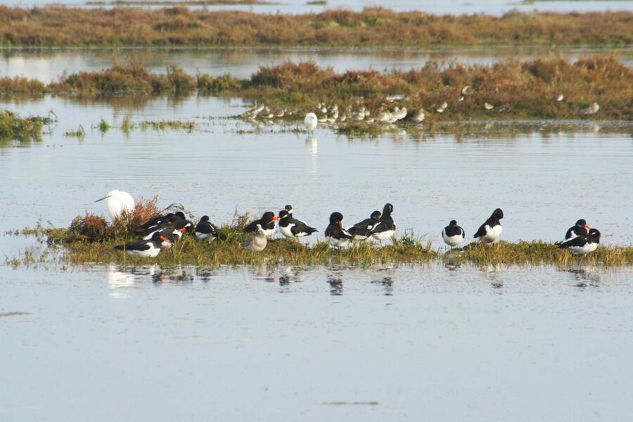 Faro: Eco-Friendly Ria Formosa Bird Watching in Solar Boat - Group size, comfort, and the pace of the ride