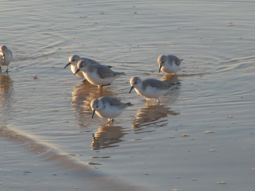 Faro: Eco-Friendly Ria Formosa Bird Watching in Solar Boat - Timing, weather, and the role of the tide