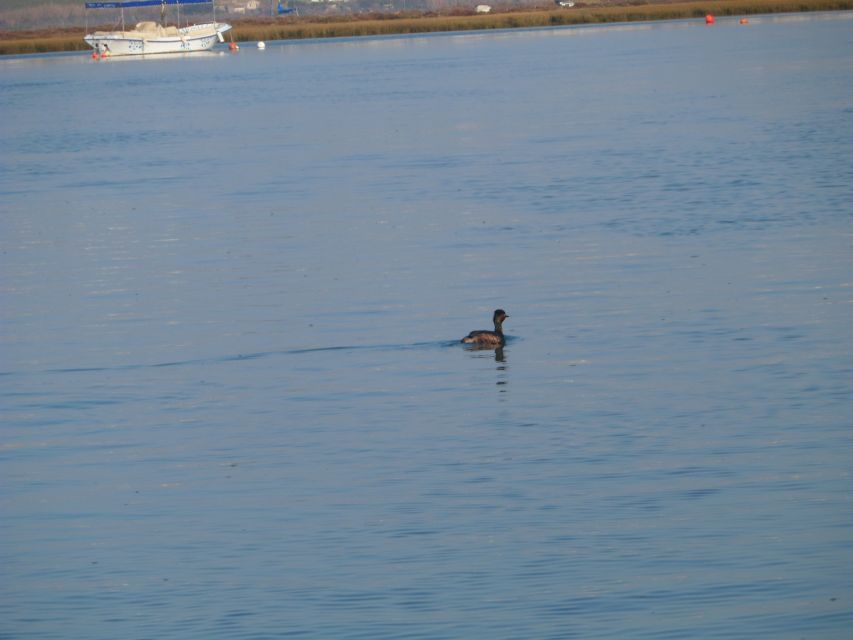 Faro: Eco-Friendly Ria Formosa Bird Watching in Solar Boat - From Rua da Porta Nova into the Ria Formosa