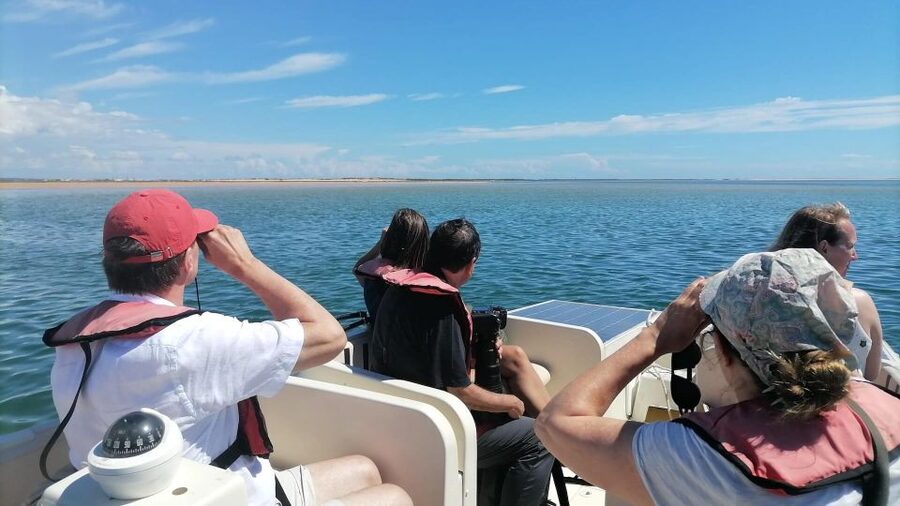 Faro: Ria Formosa Eco Birdwatching Boat Tour - Reading the Ria Formosa from the water