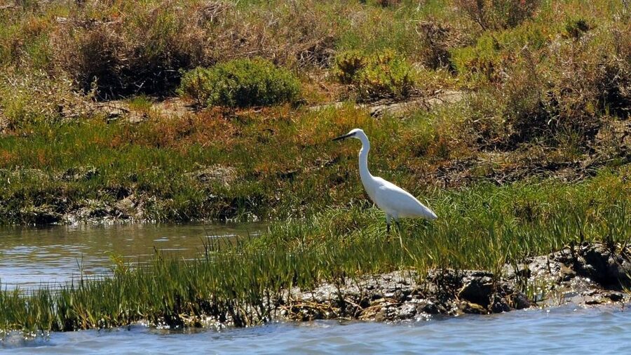 Faro: Ria Formosa Eco Birdwatching Boat Tour - April and May need a different plan
