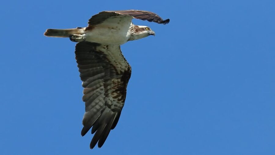 Faro: Ria Formosa Eco Birdwatching Boat Tour - The value of the $47 price