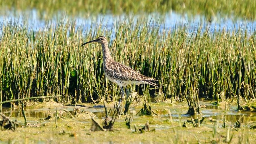 Faro: Ria Formosa Eco Birdwatching Boat Tour - Comfort, safety, and who should book