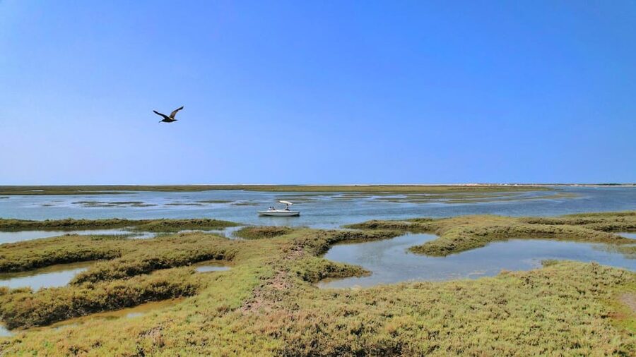 Faro: Ria Formosa Eco Birdwatching Boat Tour - Booking details that matter