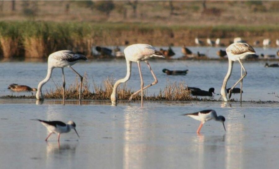 Faro: Ria Formosa Guided Sunset Tour by Catamaran - Why sunset is the right time for Ria Formosa