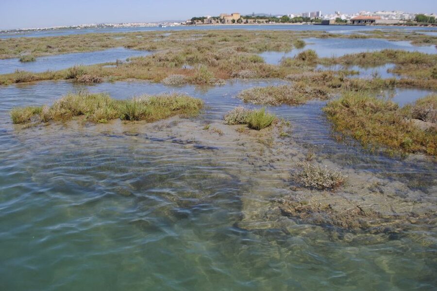 Faro: Ria Formosa Lagoon Small Boat Tour with Local Guide - Price, timing, and what you receive