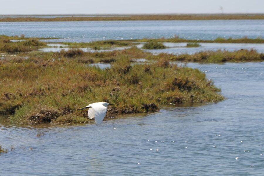 Faro: Ria Formosa Lagoon Small Boat Tour with Local Guide - Leaving Faro’s marina by pontoon boat