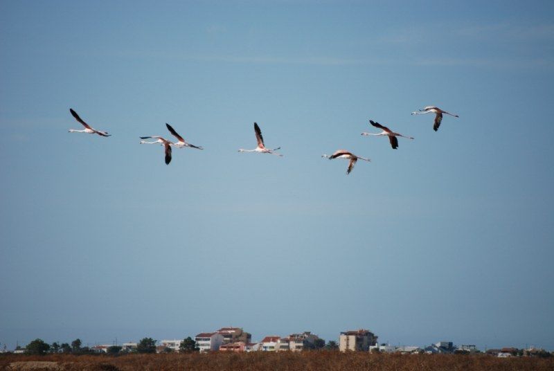 Faro: Ria Formosa Natural Park Segway Tour & Birdwatching - Ria Formosa by Segway, not by tour bus