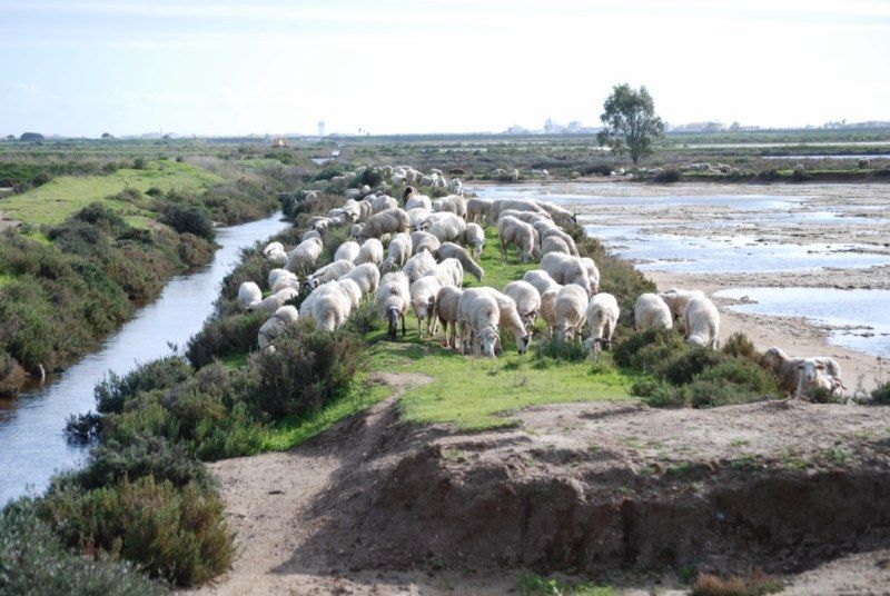 Faro: Ria Formosa Natural Park Segway Tour & Birdwatching - The first paths through the protected reserve