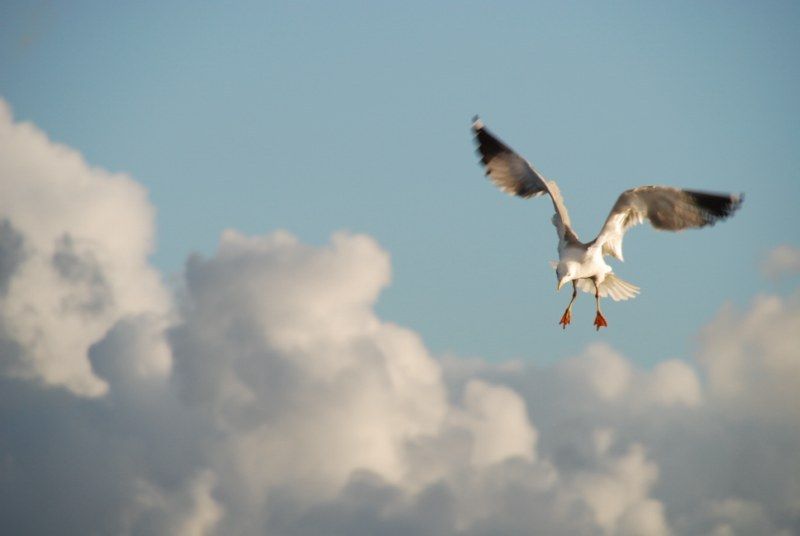 Faro: Ria Formosa Natural Park Segway Tour & Birdwatching - Is $66 a fair price?