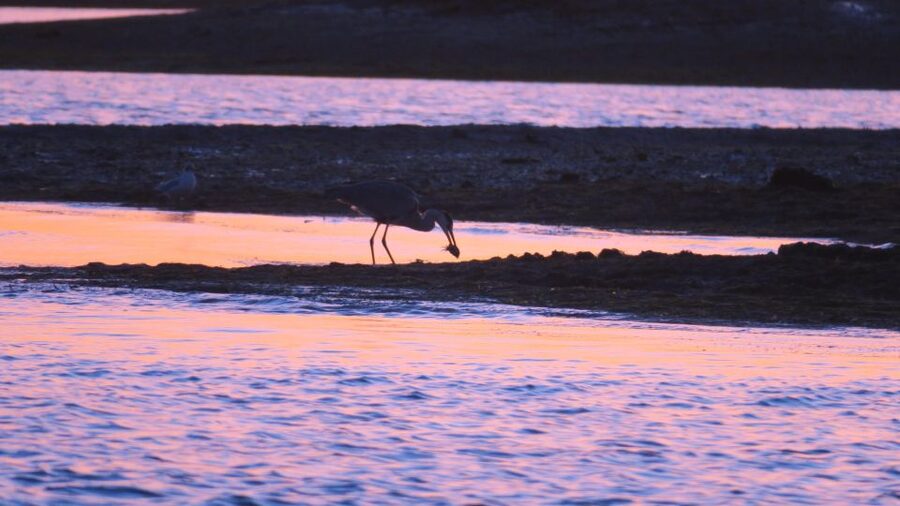 Faro: Ria Formosa Sunset Nature Boat Tour - What the guide adds to the cruise