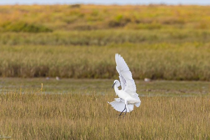 Faro - Ria Formosa tour with visit to 2 islands (Deserta, Farol) 3.5 hours - Carlos and the value of a small group
