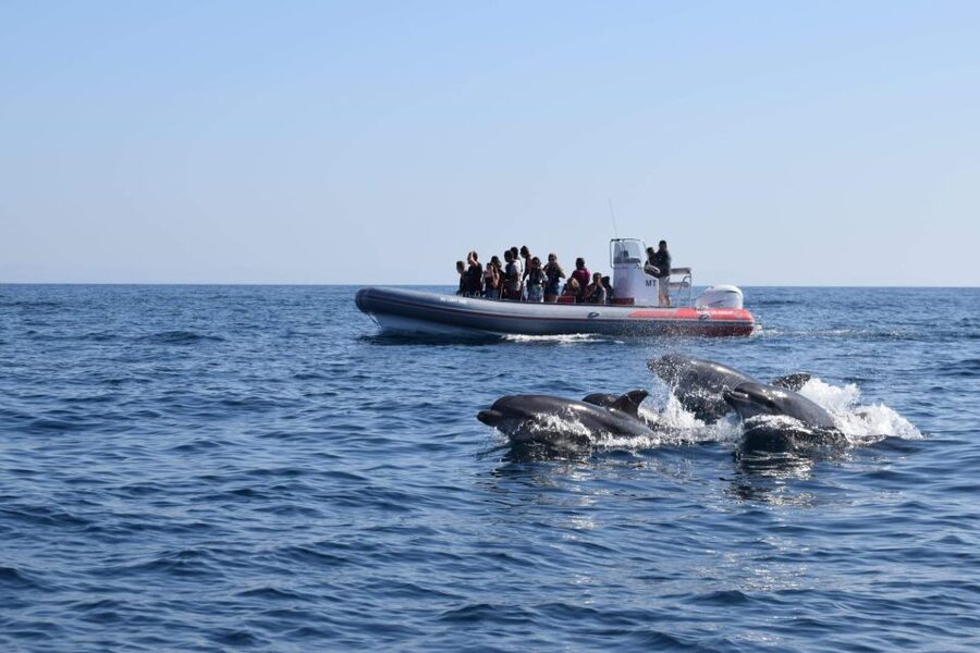 From Albufeira: Benagil Caves and Dolphins Guided Boat Tour - A swim stop when the water allows