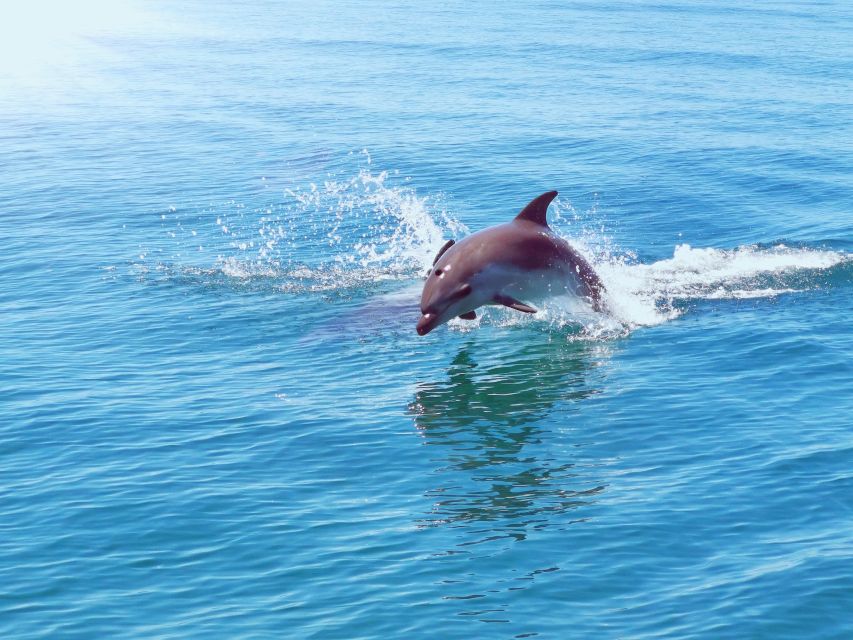 From Albufeira: Benagil Caves and Dolphins Guided Boat Tour - What $35 buys you