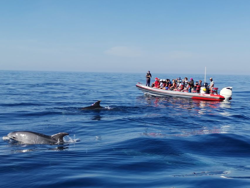 From Albufeira: Benagil Caves and Dolphins Guided Boat Tour - The dolphin search is exciting but uncertain