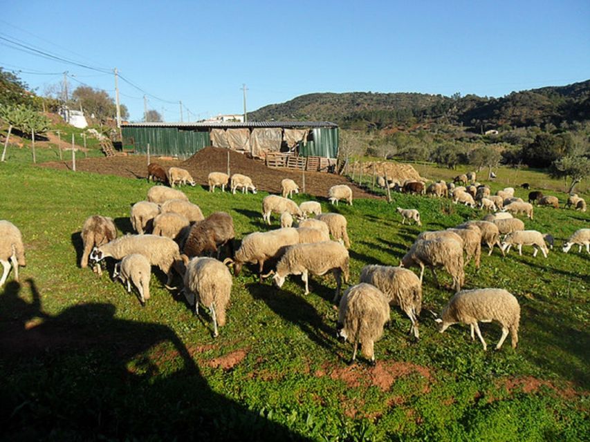 From Albufeira: Half-Day Algarve Jeep Safari - Who will enjoy this four-hour safari
