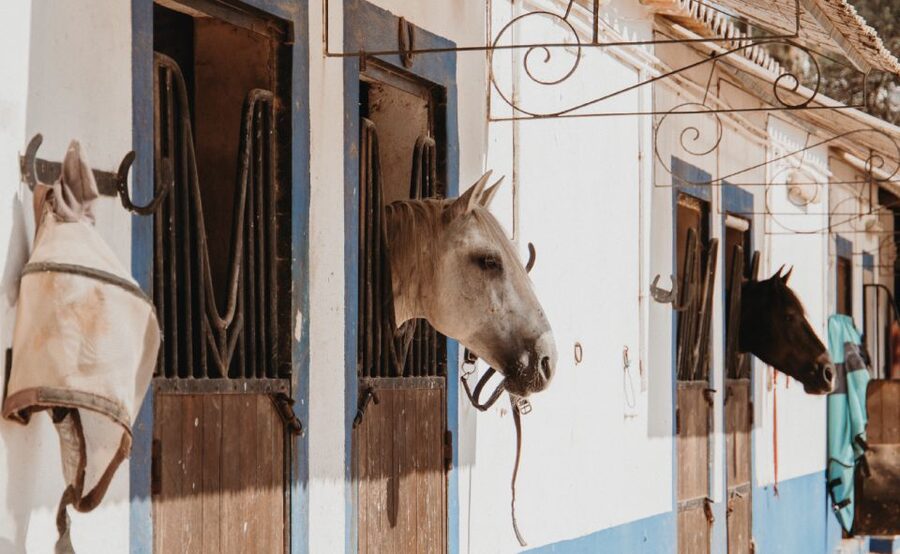 From Albufeira: Half-Day Hidden Gems & Horse Riding Tour - Seeing Albufeira Through a Local Guide’s Eyes