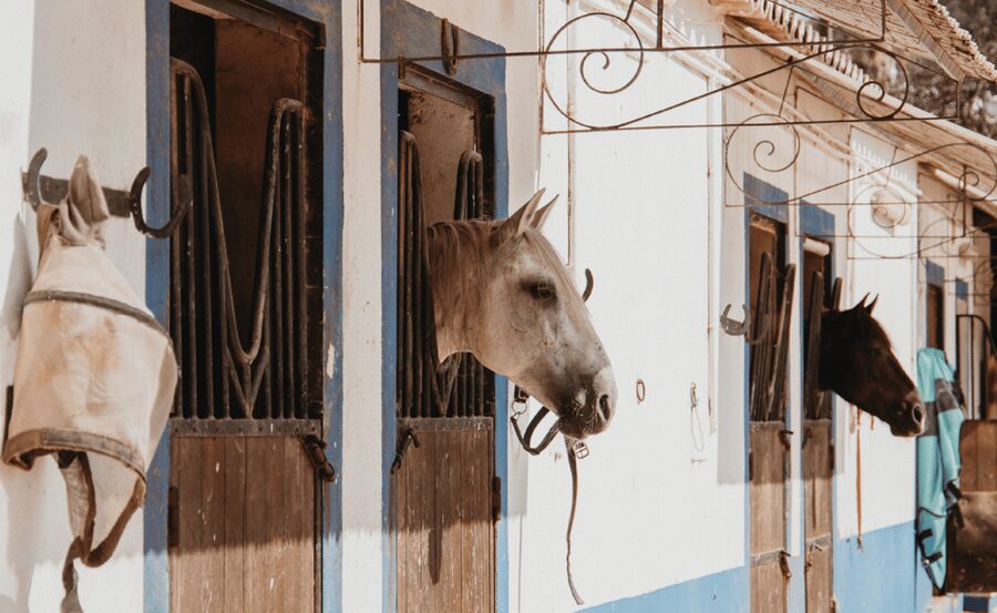 From Albufeira: Horse Riding Tour with Pickup - Cantering is possible, but not automatic