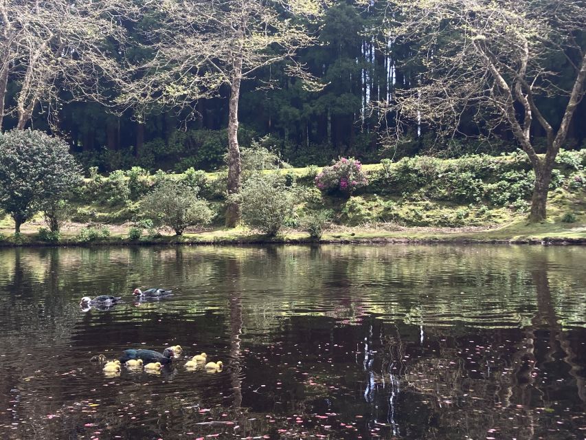 From Angra: Terceira Island Full-Day Tour - The volcanic interior and Algar do Carvão