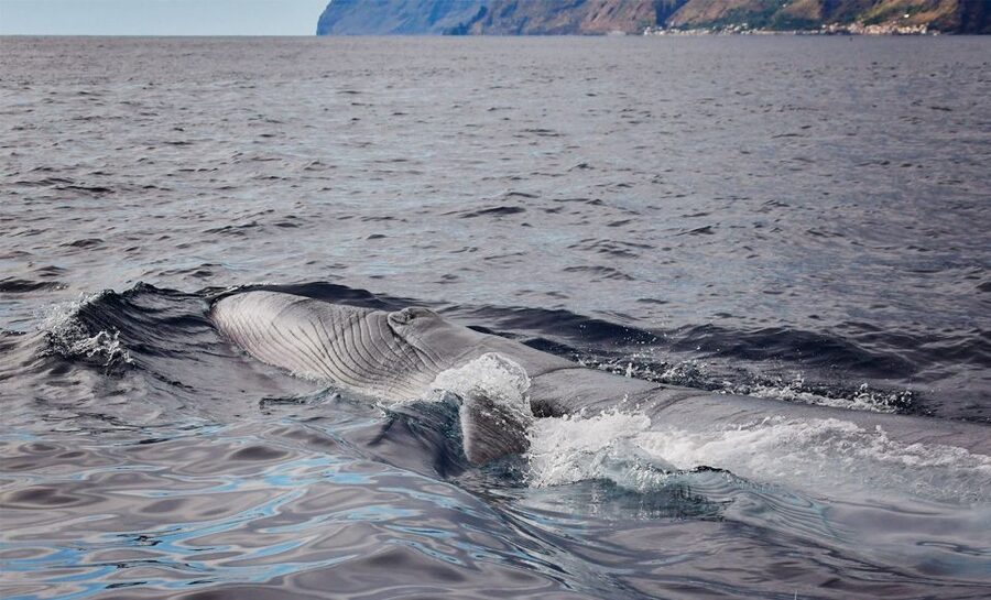 From Calheta: Madeira Whale and Dolphin Watching Boat Tour - Key points to know before booking