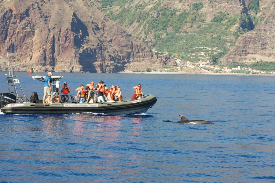 From Calheta: Madeira Whale and Dolphin Watching Boat Tour - Searching Madeira’s waters for whales and dolphins