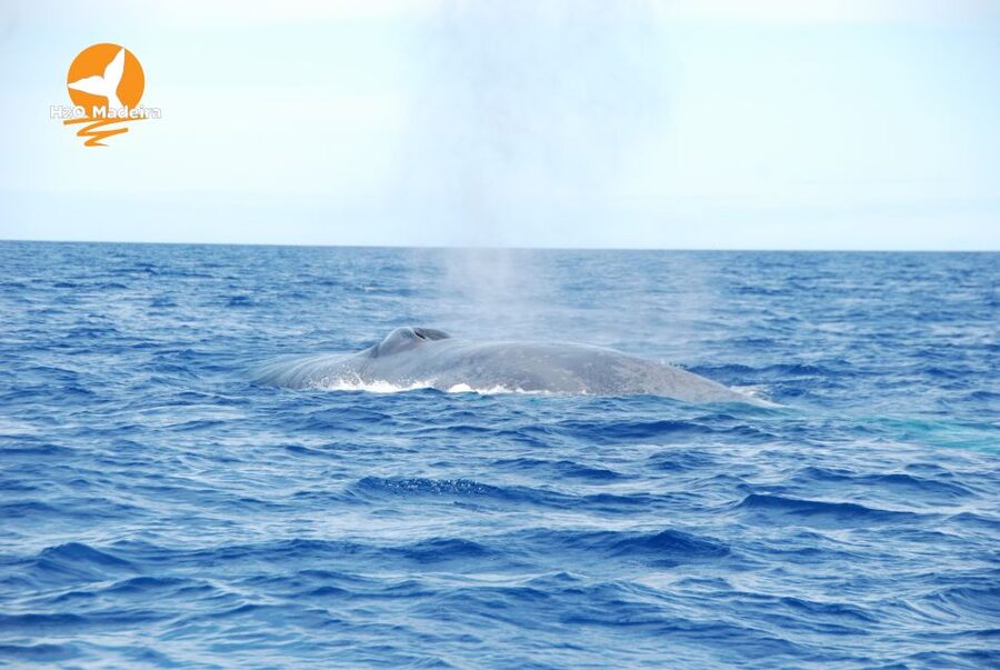 From Calheta: Whale and Dolphin Watching RIB Boat Tour - The RIB ride into the Atlantic