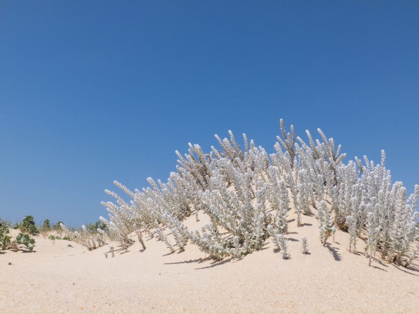 From Faro: 2-Hour Guided Bird Watching Boat Trip - Practical advice for a comfortable trip