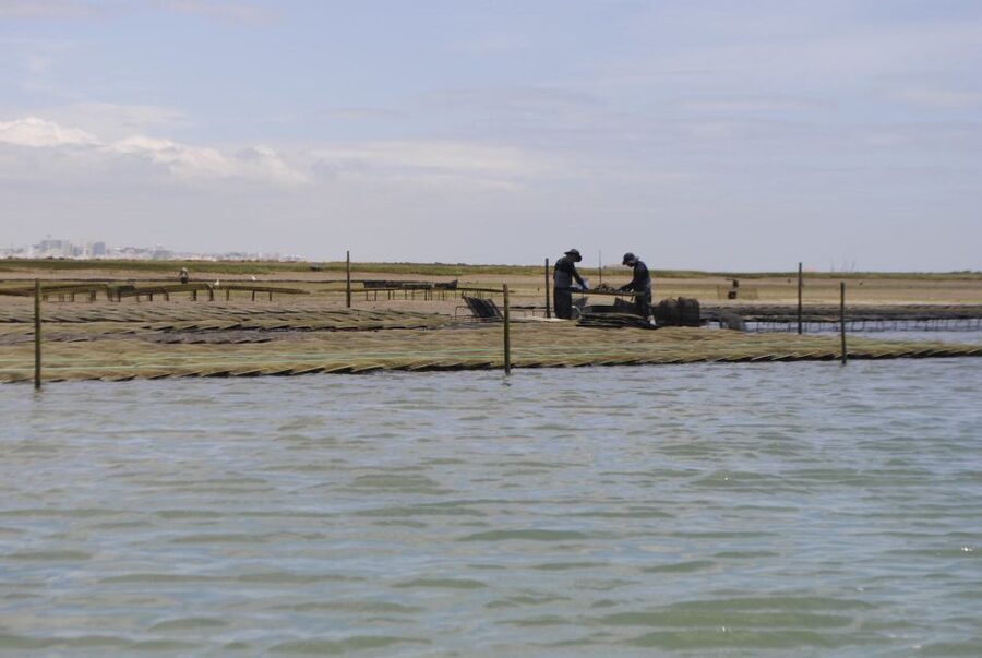 From Faro: 2-Hour Guided Bird Watching Boat Trip - Why the Ria Formosa is worth seeing by boat
