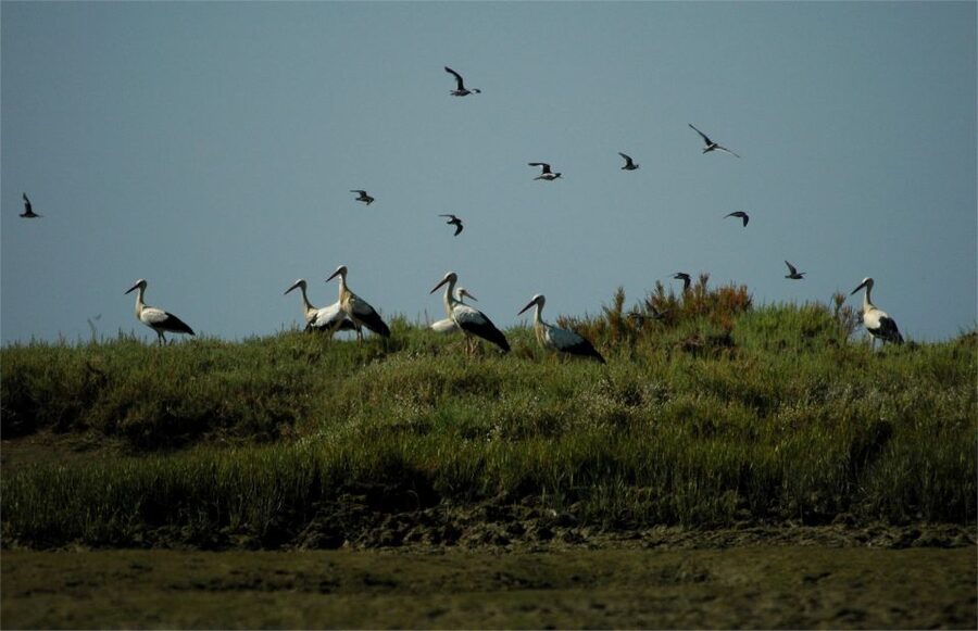 From Faro: 2-Hour Guided Bird Watching Boat Trip - Spotting birds in the Faro wetlands